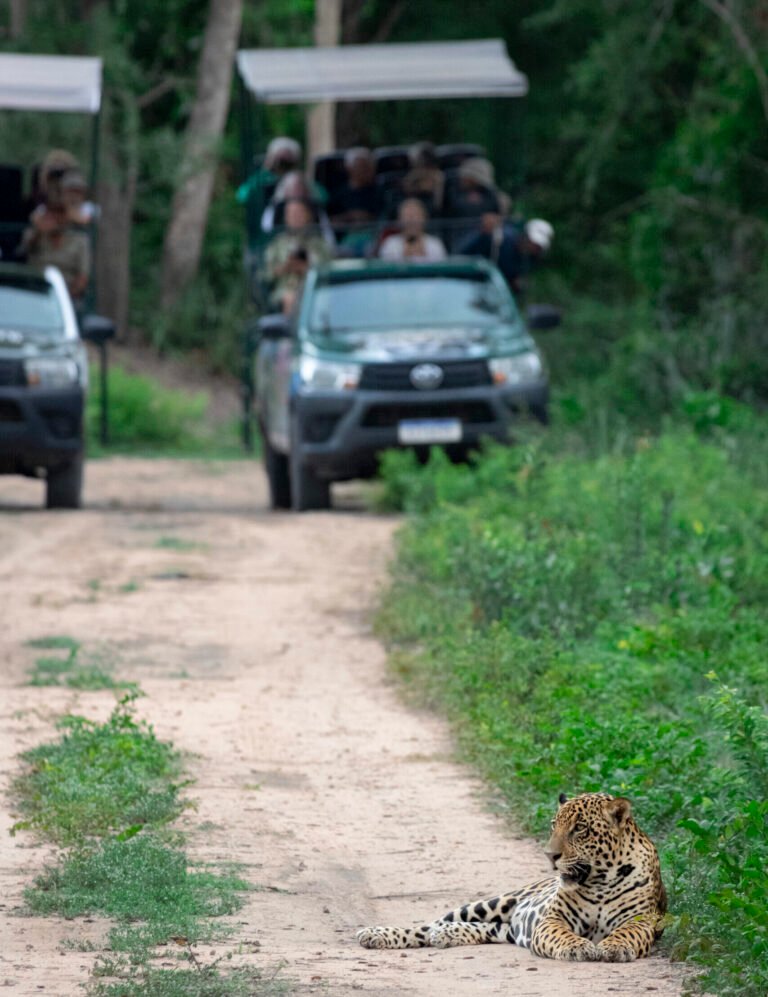 Onça-Shawn-8 (instagram)